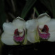 BIFRENARIA HARRISONIAE