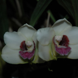 BIFRENARIA HARRISONIAE