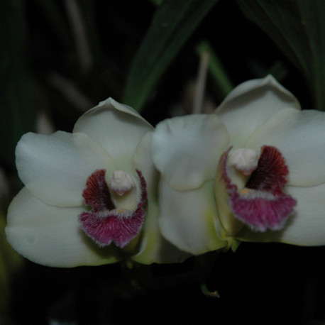 BIFRENARIA HARRISONIAE