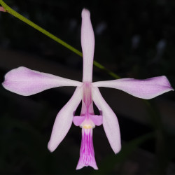ENCYCLIA DICHROMA