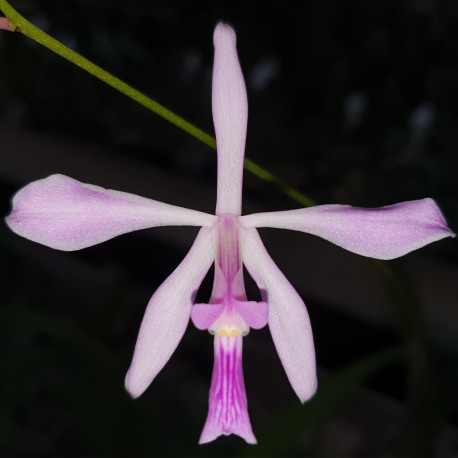ENCYCLIA DICHROMA