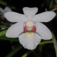 HOLCOGLOSSUM RUPESTRE