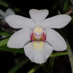 HOLCOGLOSSUM RUPESTRE