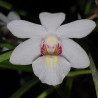HOLCOGLOSSUM RUPESTRE