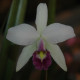 LAELIA ANCEPS VAR. COERULEA