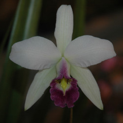 LAELIA ANCEPS VAR. COERULEA