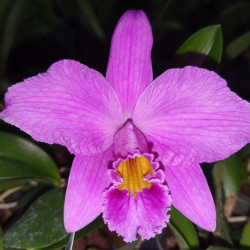 LAELIA X ADRIENNE