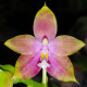 PHALAENOPSIS CHIENLUNG RED KING X DRAGON TREE EAGLE X JOSHUA IRWIN GINSBERG