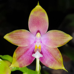 PHALAENOPSIS CHIENLUNG RED KING X DRAGON TREE EAGLE X JOSHUA IRWIN GINSBERG