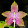 PHALAENOPSIS CHIENLUNG RED KING X DRAGON TREE EAGLE X JOSHUA IRWIN GINSBERG