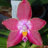 PHALAENOPSIS JOSHUA IRVINS GINSBERG X CHUELUNG RED QUEEN X CHIELLUNG ROSE