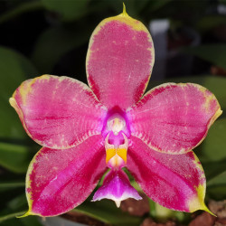 PHALAENOPSIS LD'S BEAR KING X JUNGHO GELB CANARY X LUEDDEMANIANA