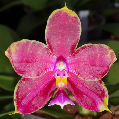 PHALAENOPSIS LD'S BEAR KING X JUNGHO GELB CANARY X LUEDDEMANIANA