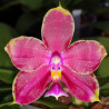 PHALAENOPSIS LD'S BEAR KING X JUNGHO GELB CANARY X LUEDDEMANIANA