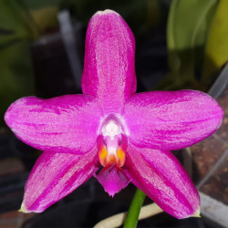 PHALAENOPSIS MITUO SUN X VIOLACEA X SPECIOSA X JAVANICA