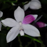 PHALAENOPSIS SPECIOSA