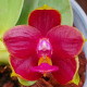 PHALAENOPSIS JIN'S GREEN JEWEL X PRINCESS KAIULIANII