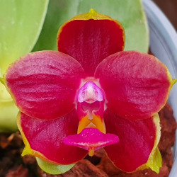 PHALAENOPSIS JIN'S GREEN JEWEL X PRINCESS KAIULIANII