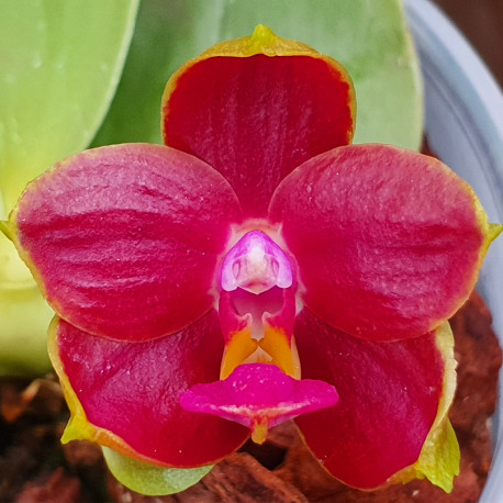 PHALAENOPSIS JIN'S GREEN JEWEL X PRINCESS KAIULIANII