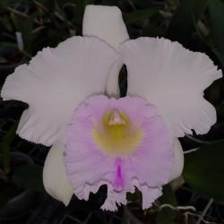 RHYNCHOLAELIOCATTLEYA JIN'S FONG WISH CLASSICAL