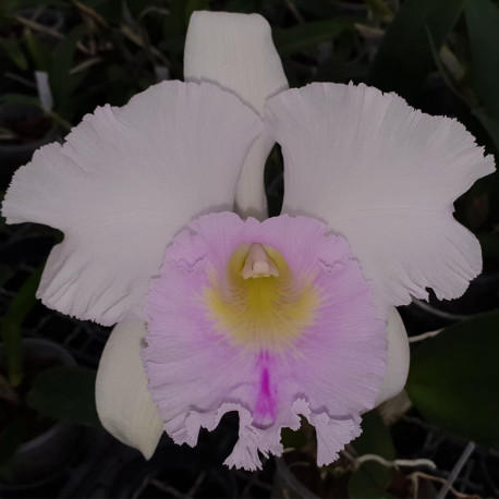 RHYNCHOLAELIOCATTLEYA JIN'S FONG WISH CLASSICAL