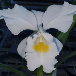 CATTLEYA JENMANII ALBA X MOSSIAE VAR WAGNERII