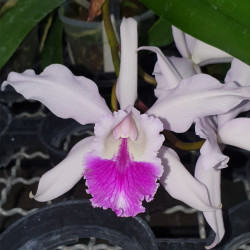 CATTLEYA SUAVIOR