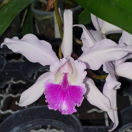 CATTLEYA SUAVIOR