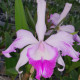 CATTLEYA SUAVIOR AQUINII