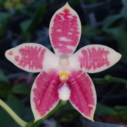 PHALAENOPSIS CORNINGAMBO X SPECIOSA X CORNINGIANA