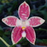 PHALAENOPSIS CORNINGAMBO X SPECIOSA X CORNINGIANA