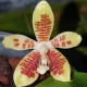 PHALAENOPSIS INSCRIPTIONENSIS
