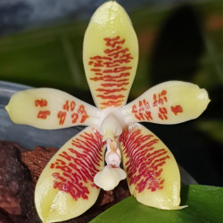 PHALAENOPSIS INSCRIPTIONENSIS