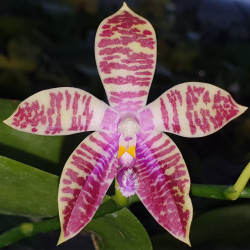 PHALAENOPSIS JENNIFER PALERMO X CORNINGIANA X CORNINGIANA