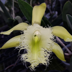 BRASSAVOLA DIGBYANA