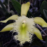 BRASSAVOLA DIGBYANA