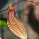 RESTREPIA TRICHOGLOSSA