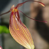 RESTREPIA TRICHOGLOSSA