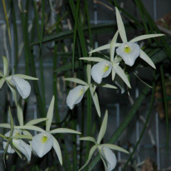 BRASSAVOLA FLAGELLARIS