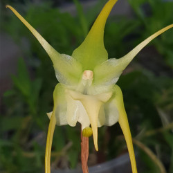 AERANTHES GRANDIFLORA