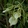 BRASSAVOLA NODOSA