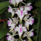 AERIDES ODORATA PINK