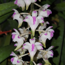 AERIDES ODORATA PINK