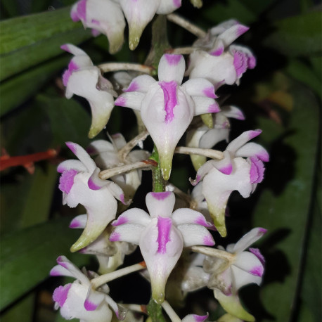 AERIDES ODORATA PINK