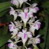 AERIDES ODORATA PINK