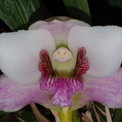 BIFRENARIA HARRISONIAE ROSADA