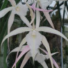 BRASSAVOLA DAVID SANDER