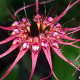 BULBOPHYLLUM GRACILLIMUM