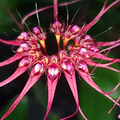 BULBOPHYLLUM GRACILLIMUM