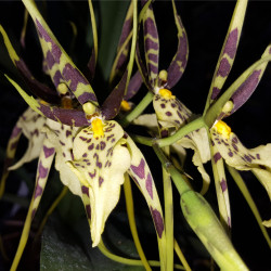 BRASSIA CHIEFTAINS